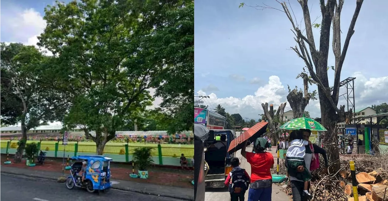 Idis calls for urgent crafting of IRR for Tree Protection Ordinance