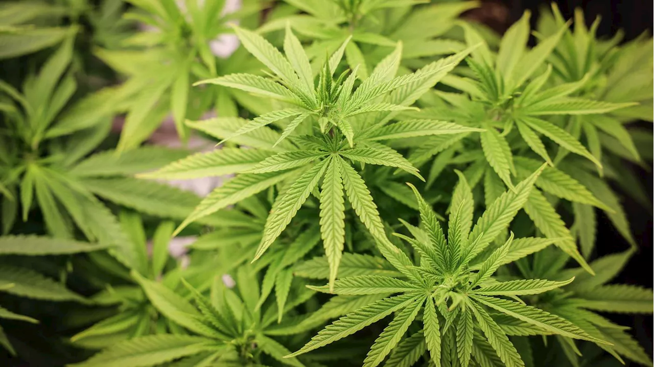 Neues Abkommen nach Teillegalisierung: Null Toleranz für Cannabis in der Chemiebranche