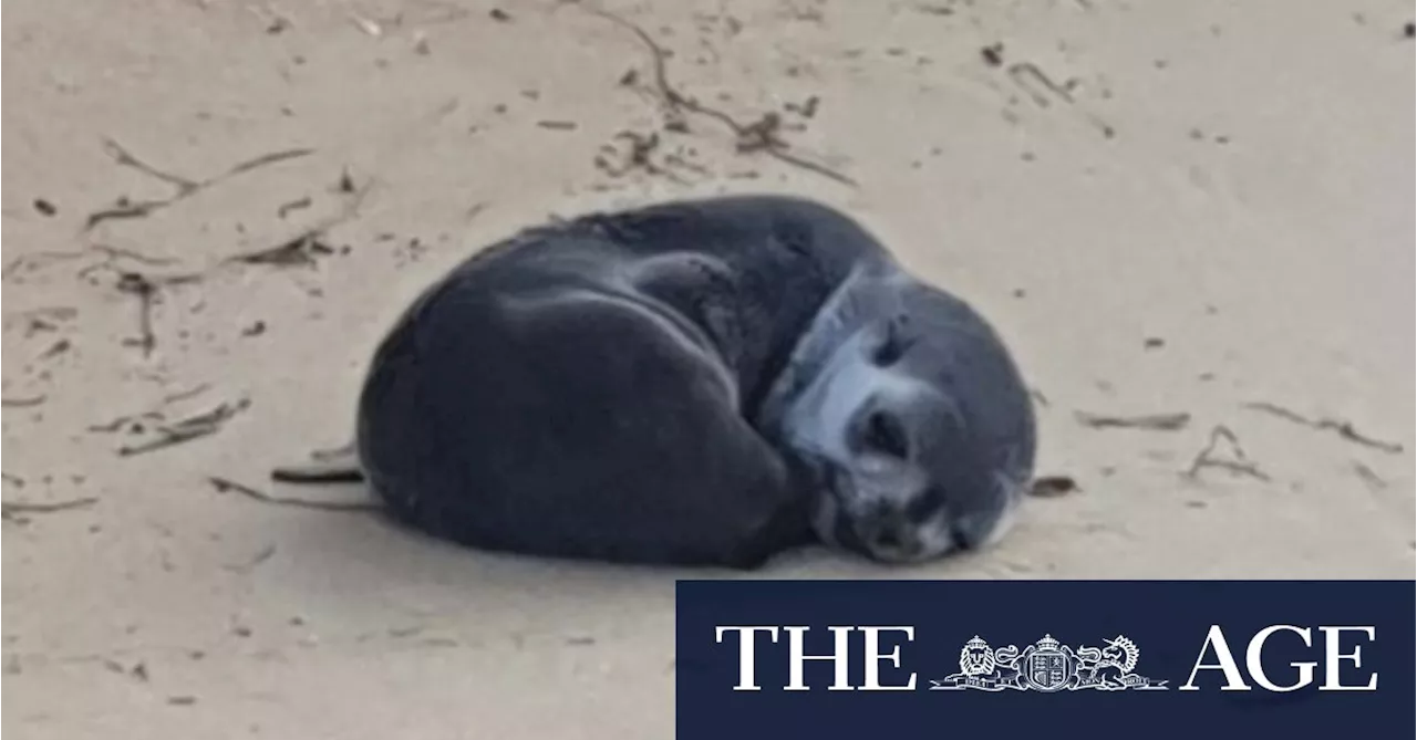 Hunt for attacker after baby seal injured on Victorian beach dies