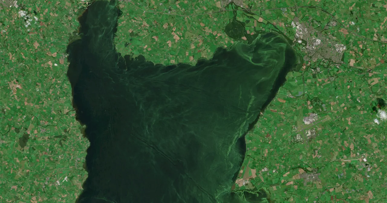 Satellites orbiting earth may help predict Lough Neagh blue-green algae blooms