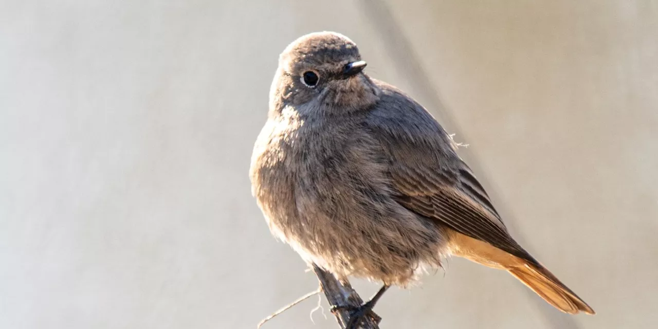 Naturschutz: Hausrotschwanz ist «Vogel des Jahres» 2025