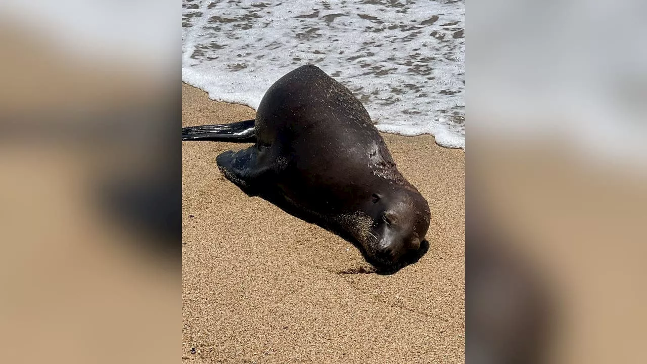 Sea lion dies from gunshot wound in Orange County