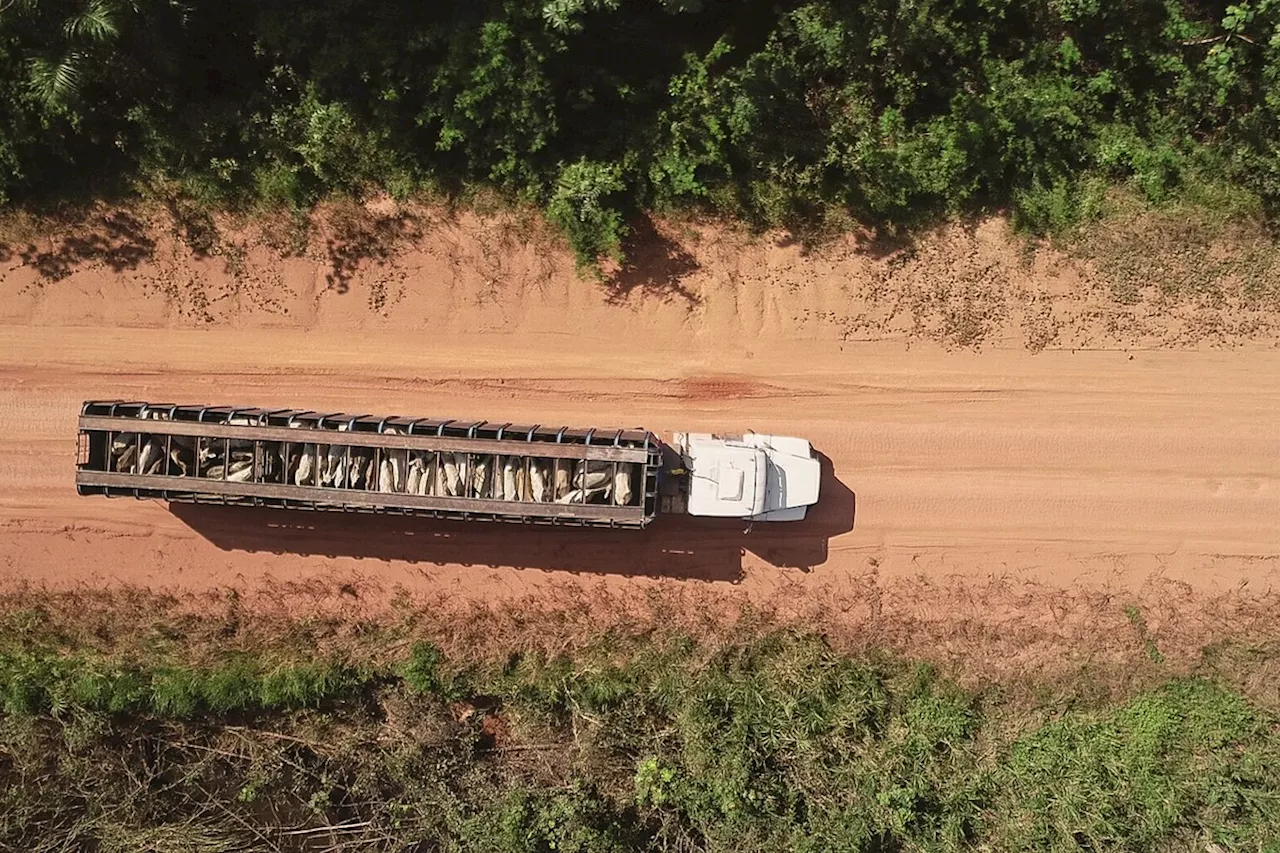 Obra em rodovia na Amazônia indispõe ambientalistas com Marina Silva e governo Lula