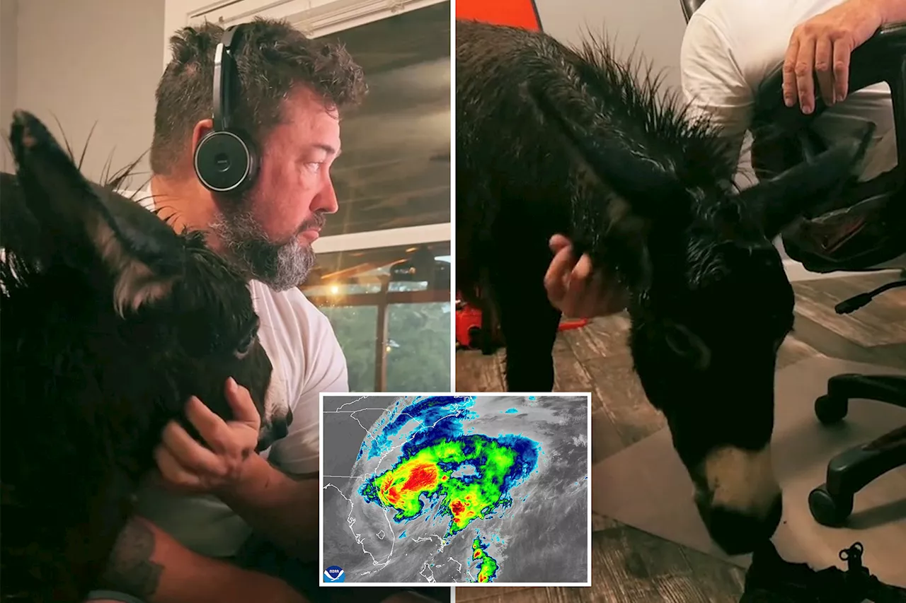 Florida farm owners ride out Hurricane Milton with their baby donkey in bedroom
