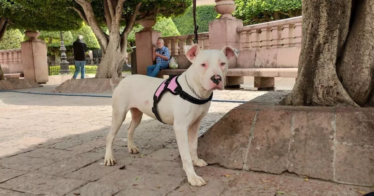 León intensifica campañas de esterilización de mascotas con 82 mil cirugías en tres años