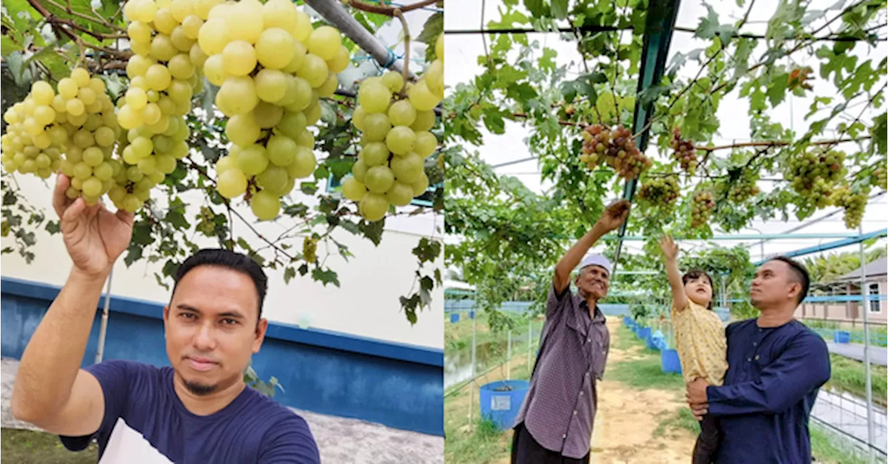 Kelantan Grape Farmer Finds Sweet Success In His Orchard Despite Hot Malaysian Climate