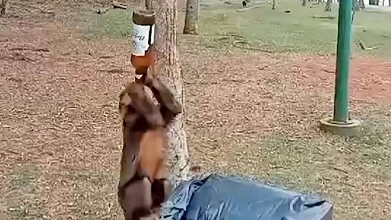 Brazilian Monkey Guzzles Beer on Video, Prompting Health Warning