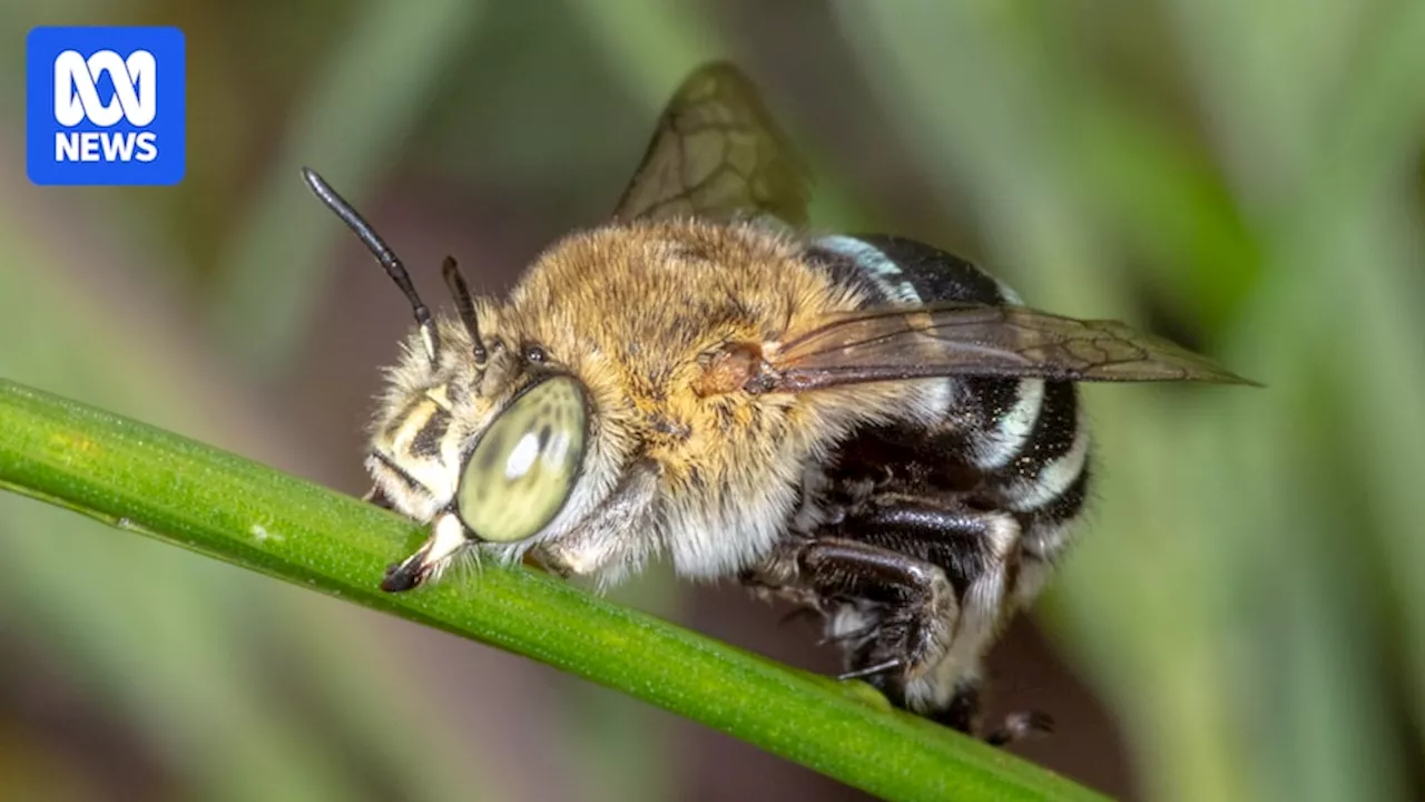 ABC announces first Australian Insect of the Year award via online poll