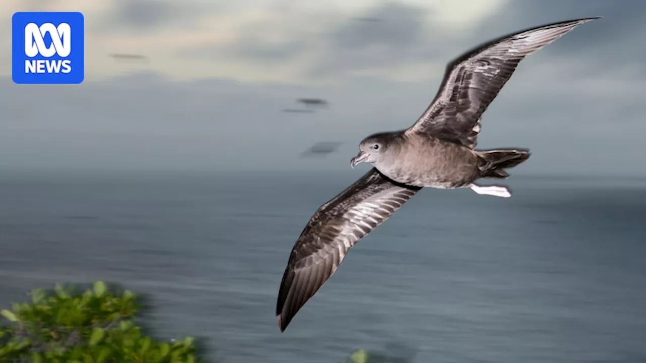 How scientists monitor wild and migratory seabirds, shorebirds and ducks for deadly avian influenza