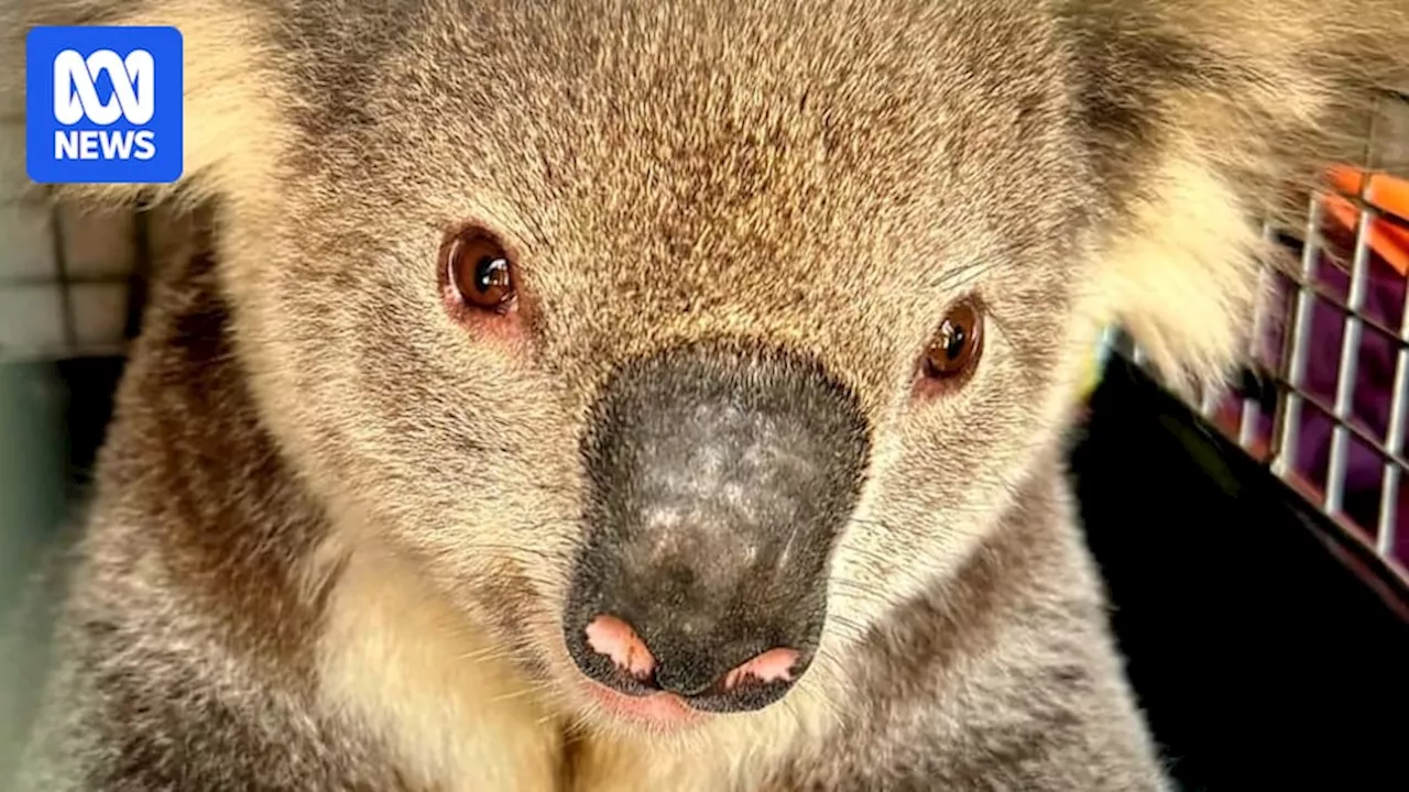 Koala in viral Transport for NSW video rescued again after removal from Sydney train station