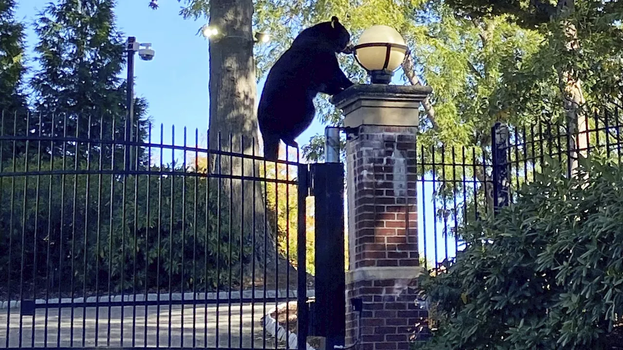 Witnesses can bear-ly believe the surprise visitor at Connecticut governor's estate