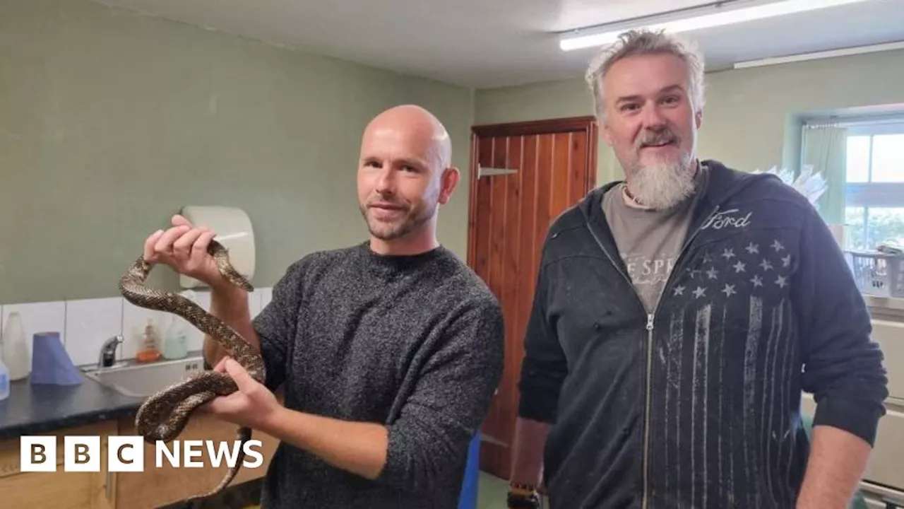 Boston snake owner reunited with missing pet