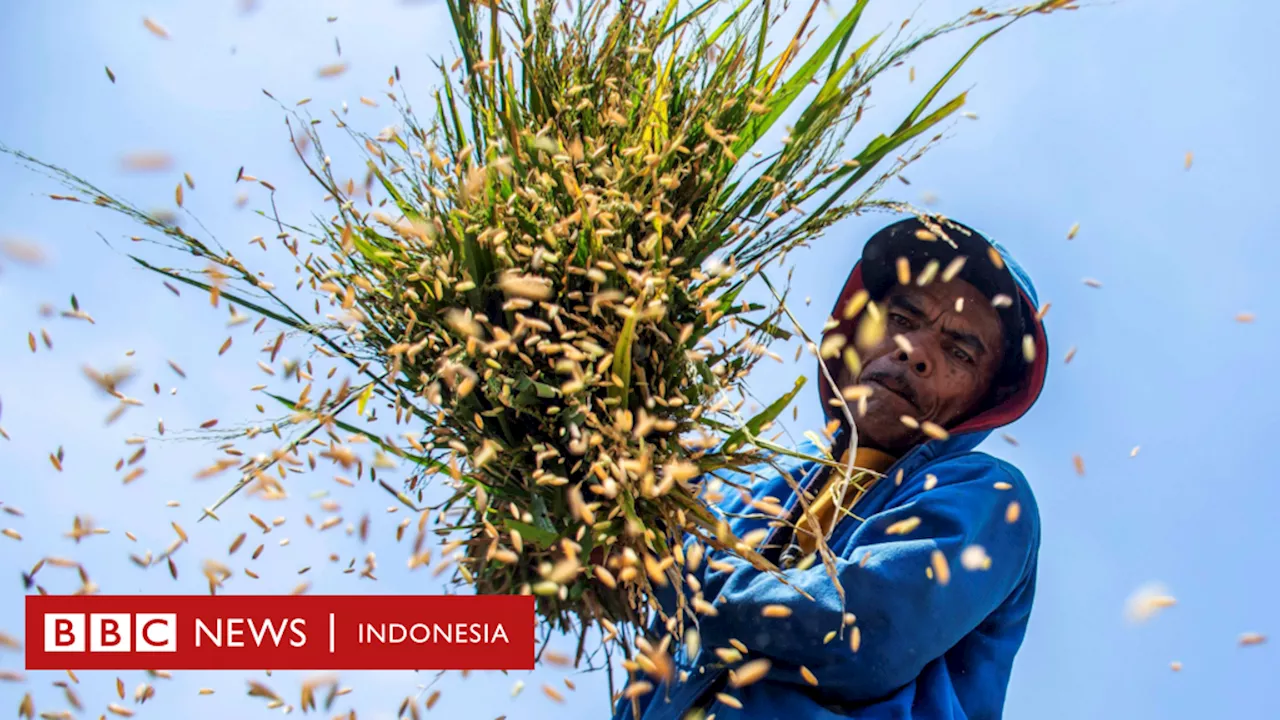 Food estate: 12 langkah yang harus dilakukan Prabowo agar swasembada pangan tercapai