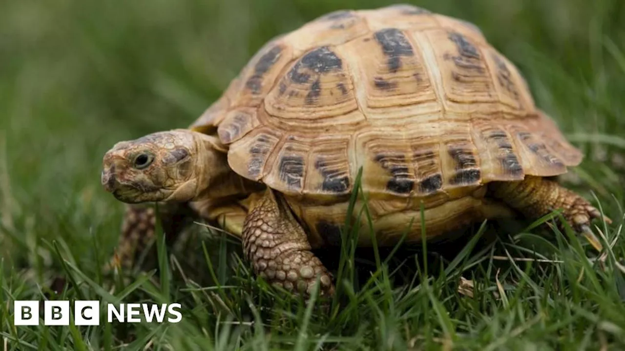 Anglesey man with tortoise sex act video gets suspended sentence