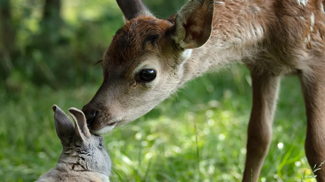 'Bambi': pourquoi cette nouvelle version avec la voix de Mylène Farmer divise