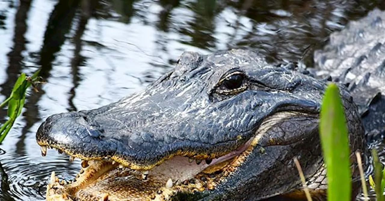 Florida Resident Finds Alligator Chomping on Tire After Hurricane