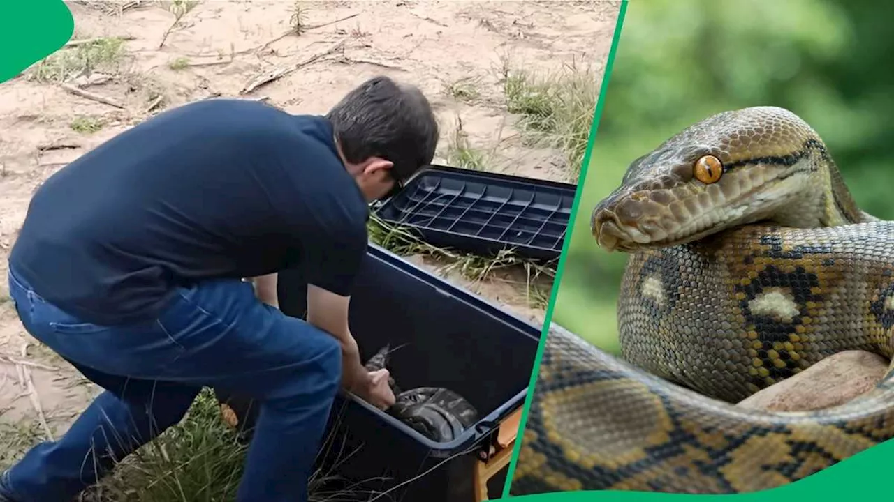 “Strange Place to Find Pythons”: Video Shows KZN Snake Catchers Rescue 3 Massive Snakes