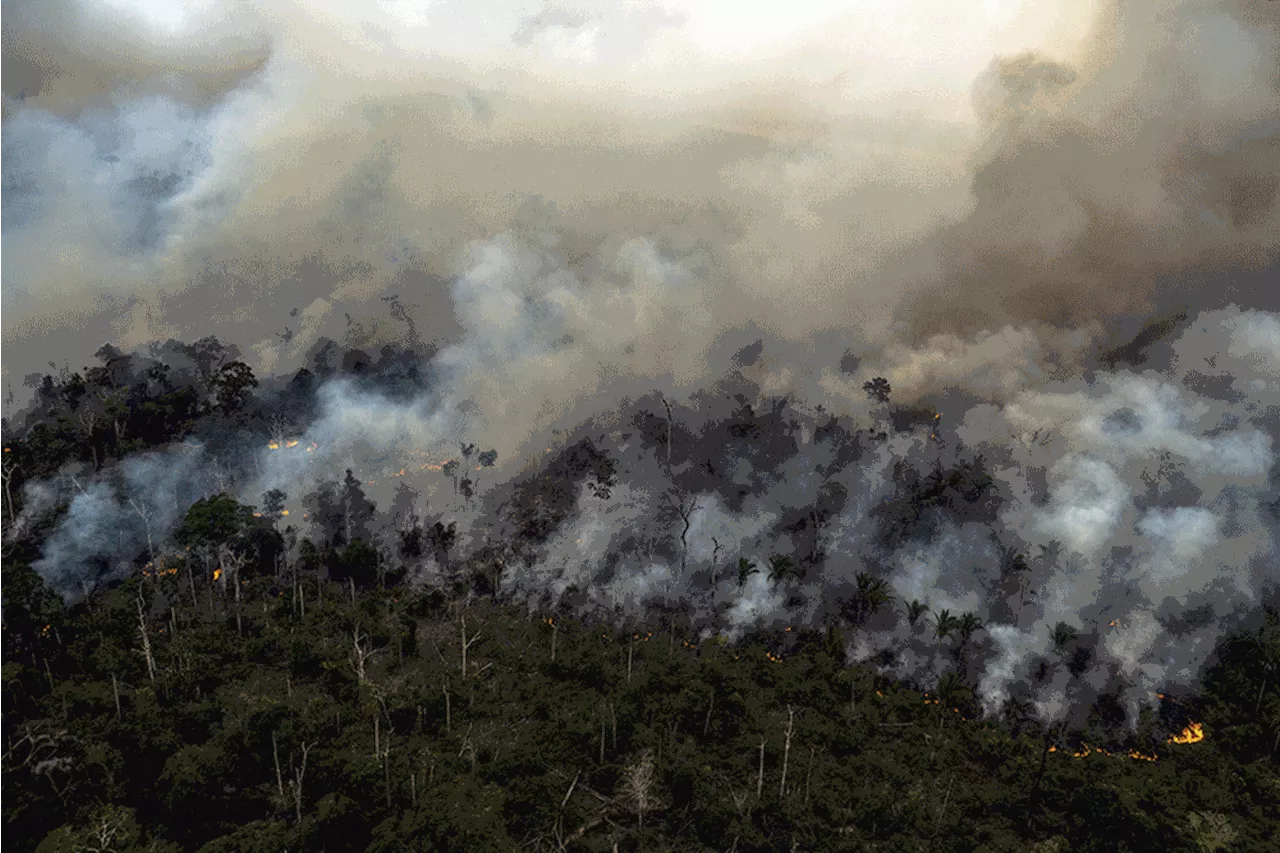 MapBiomas: Queimadas nos primeiros 9 meses do ano equivalem à área de Roraima