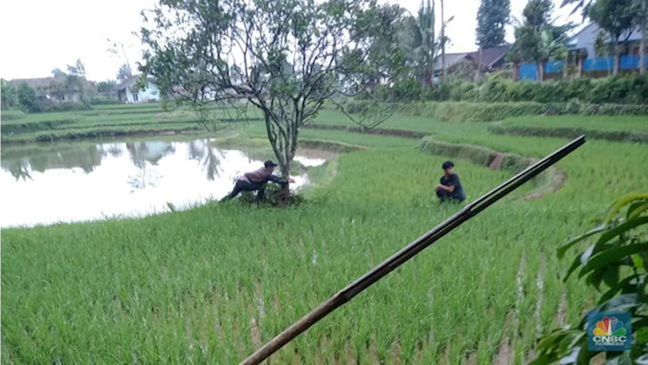 'Kiamat' Sawah Sambut Prabowo-Gibran Seusai Dilantik