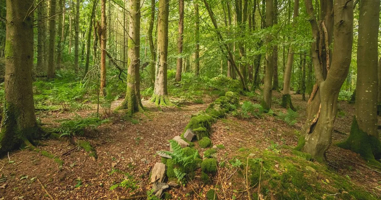 Kids can learn about the magic of trees