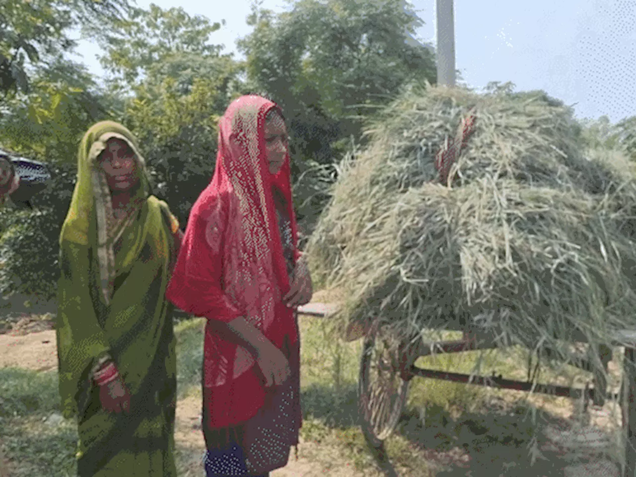 बाढ़ के कारण पशुपालकों की बढ़ी परेशानी: मुजफ्फरपुर में जान जोखिम में डालकर नदी कर रहे पार, ट्रेन के बोगियों...