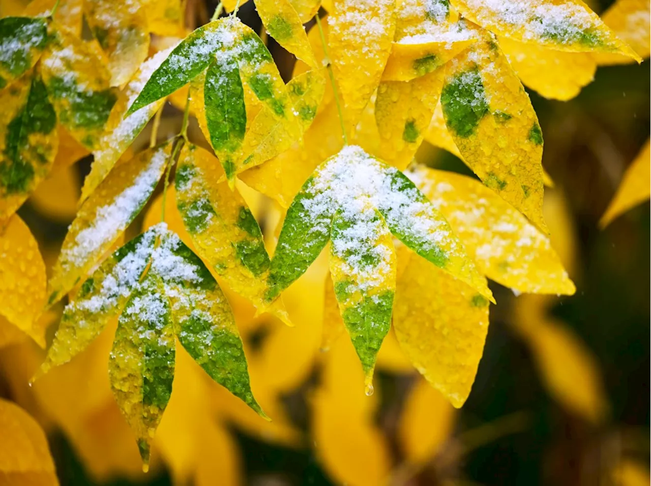 When will metro Denver see the first snow of the season?