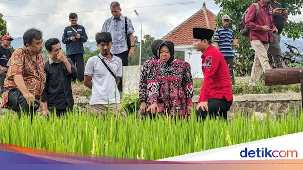 Risma Kagum dengan Demplot Pertanian Regeneratif Hemat Air di Trenggalek