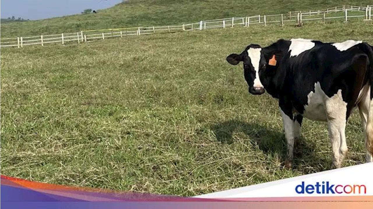 3 Fakta RI Mau Impor 1 Juta Ekor Sapi Perah demi Makan Bergizi Gratis