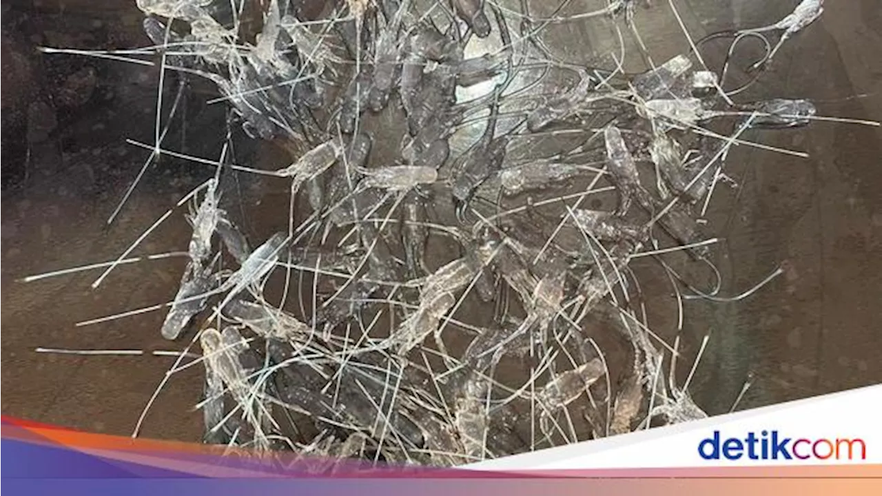 Begini Modus Penyelundupan Benih Lobster ke Luar Negeri