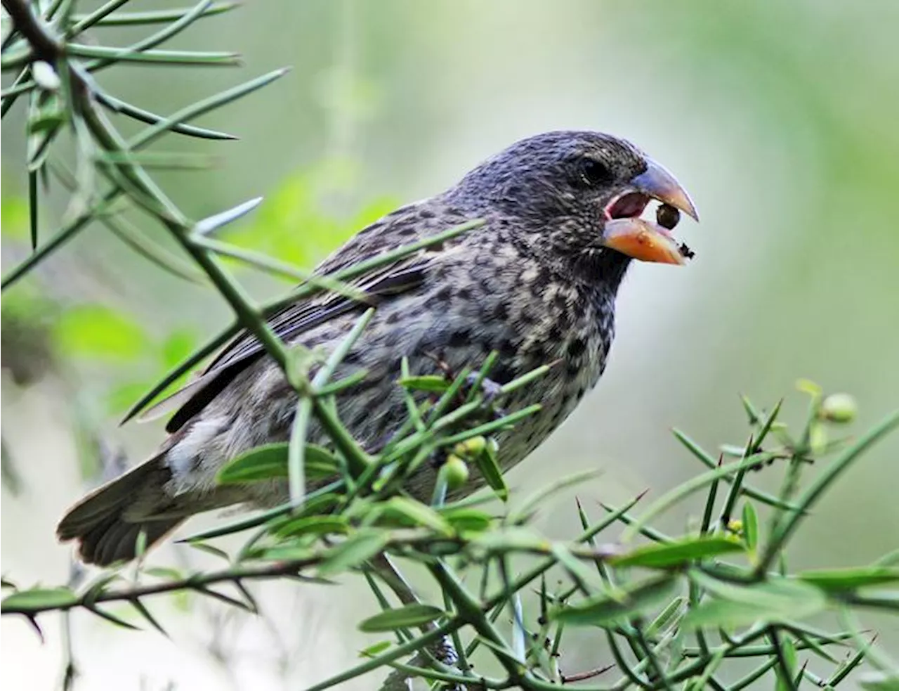 Musical Experiment Links Climate and Environment to Darwin's Finch Evolutionary Change