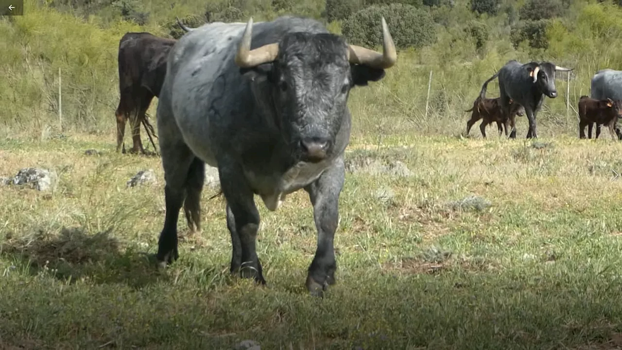 Homenaje póstumo a Cobradiezmos, el victorino que aupó a la gloria el toro bravo