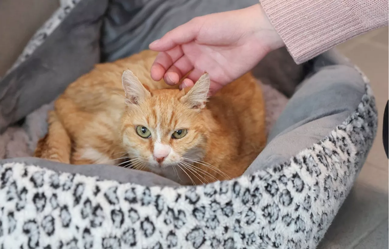 Kölner Tierheim: Katzen mit tödlichem Virus infiziert