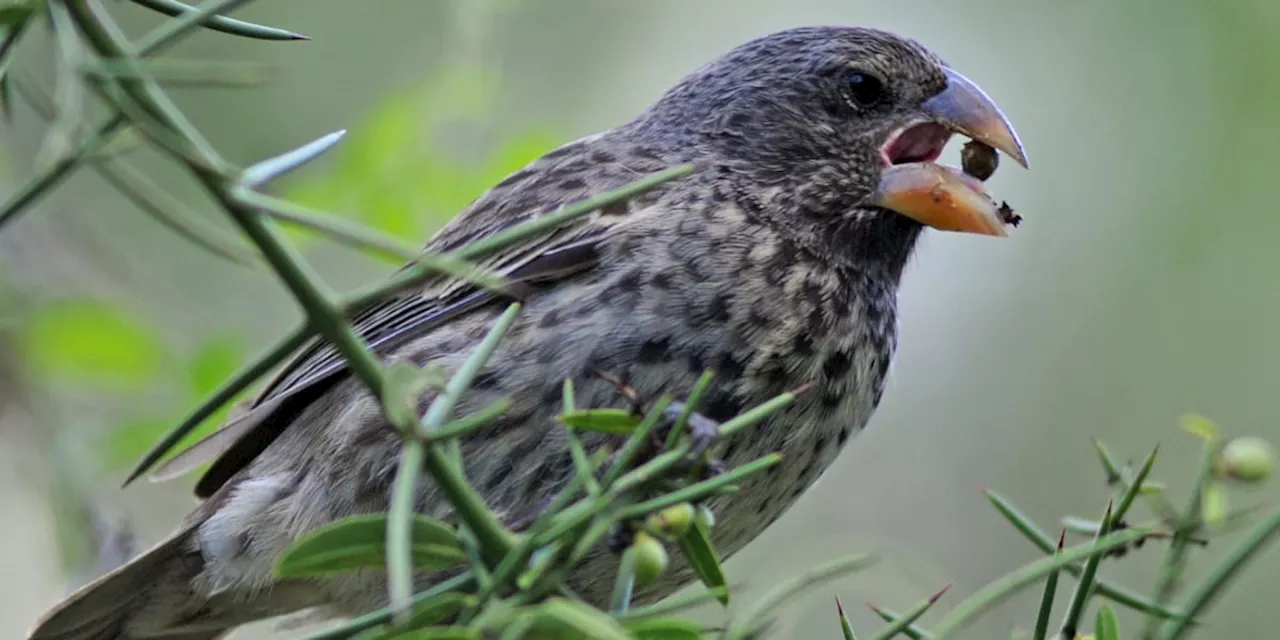 Natur: Darwin-Finken: Gesang als Evolutionshelfer?