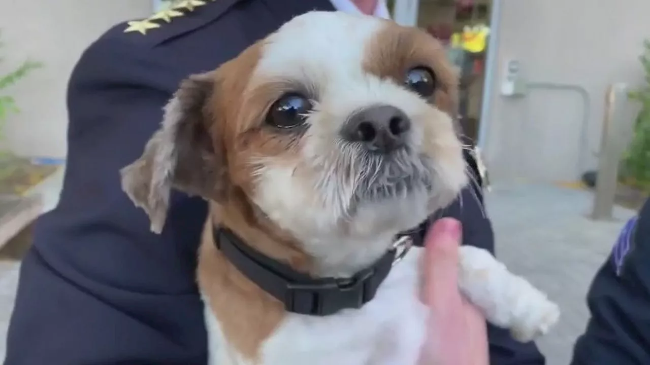 Scruffy, stray dog found wandering Temple University building finds happy ending