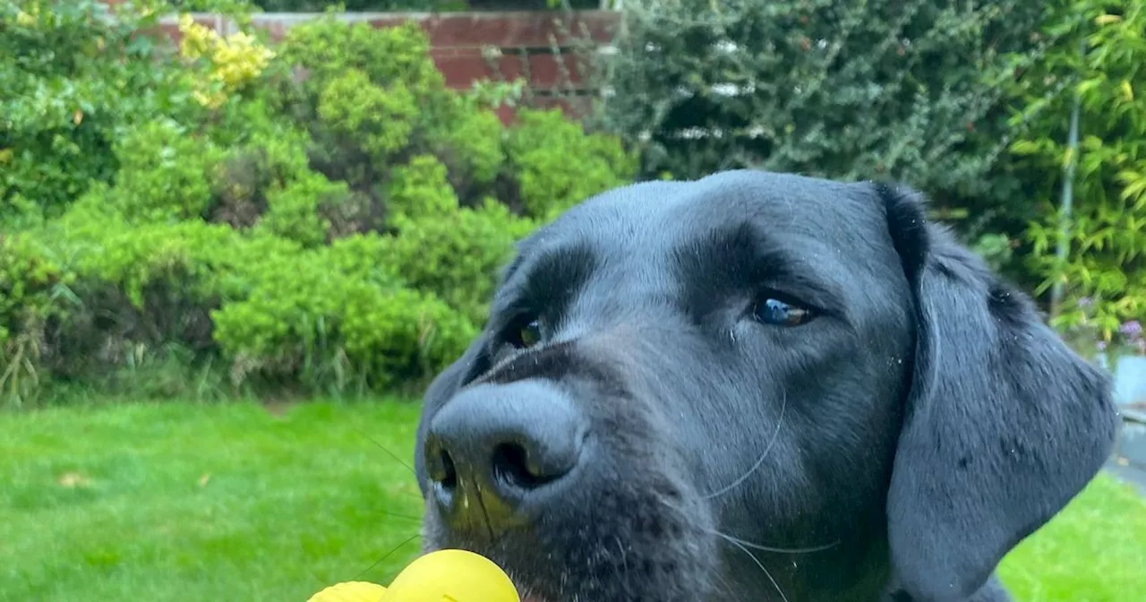 'My dog destroys all his toys - except an indestructible one I found on Amazon'