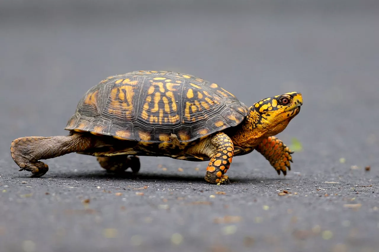 Woman pleads guilty to trying to smuggle 29 turtles across a Vermont lake into Canada by kayak