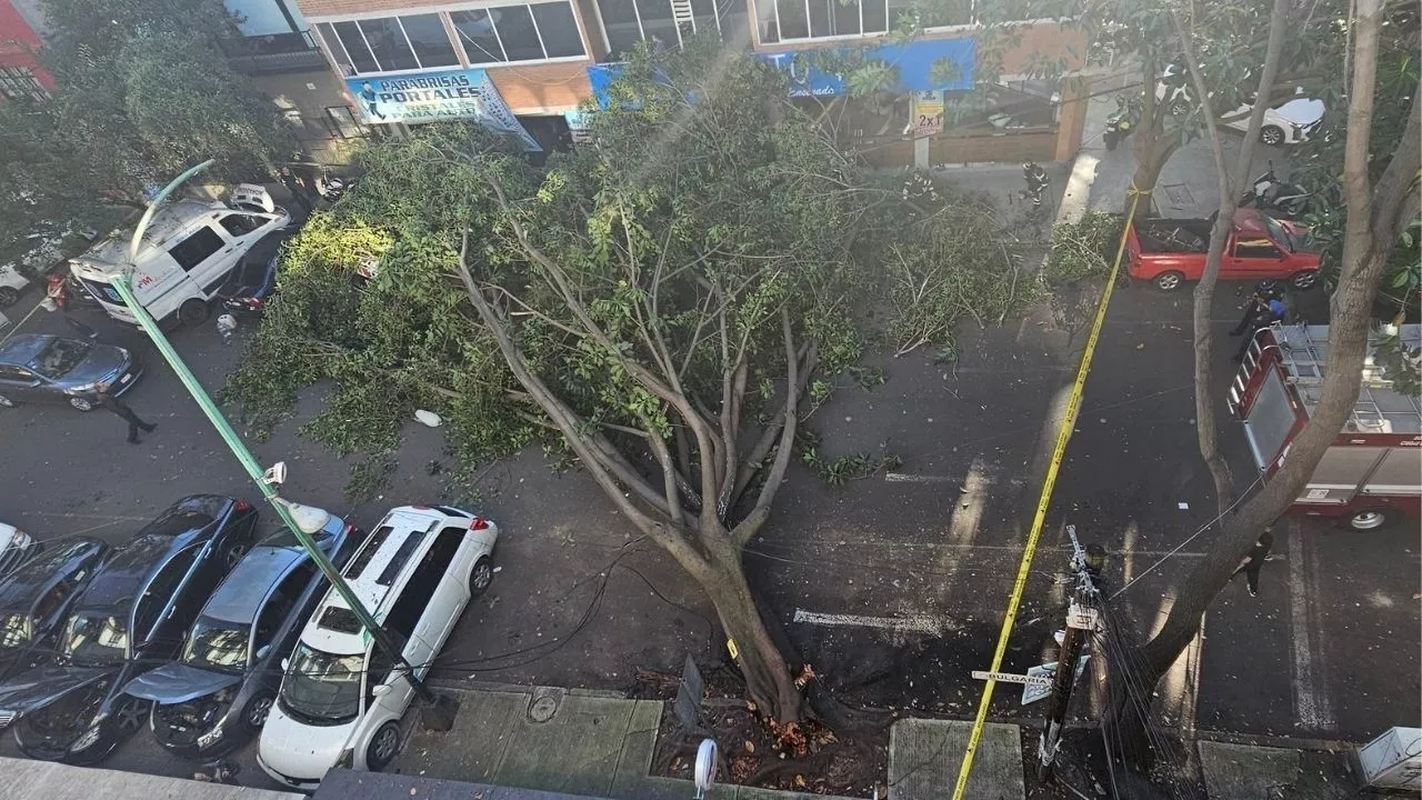 Enorme árbol de 25 metros cae sobre dos vehículos y cableado en la colonia Portales Norte