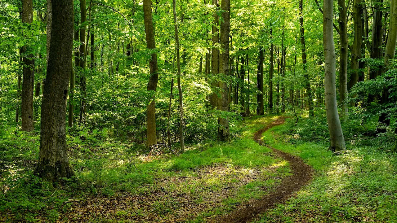 Kuriose Forschungsergebnisse - Warum die Pflanzen unserer Wälder nach Westen wandern