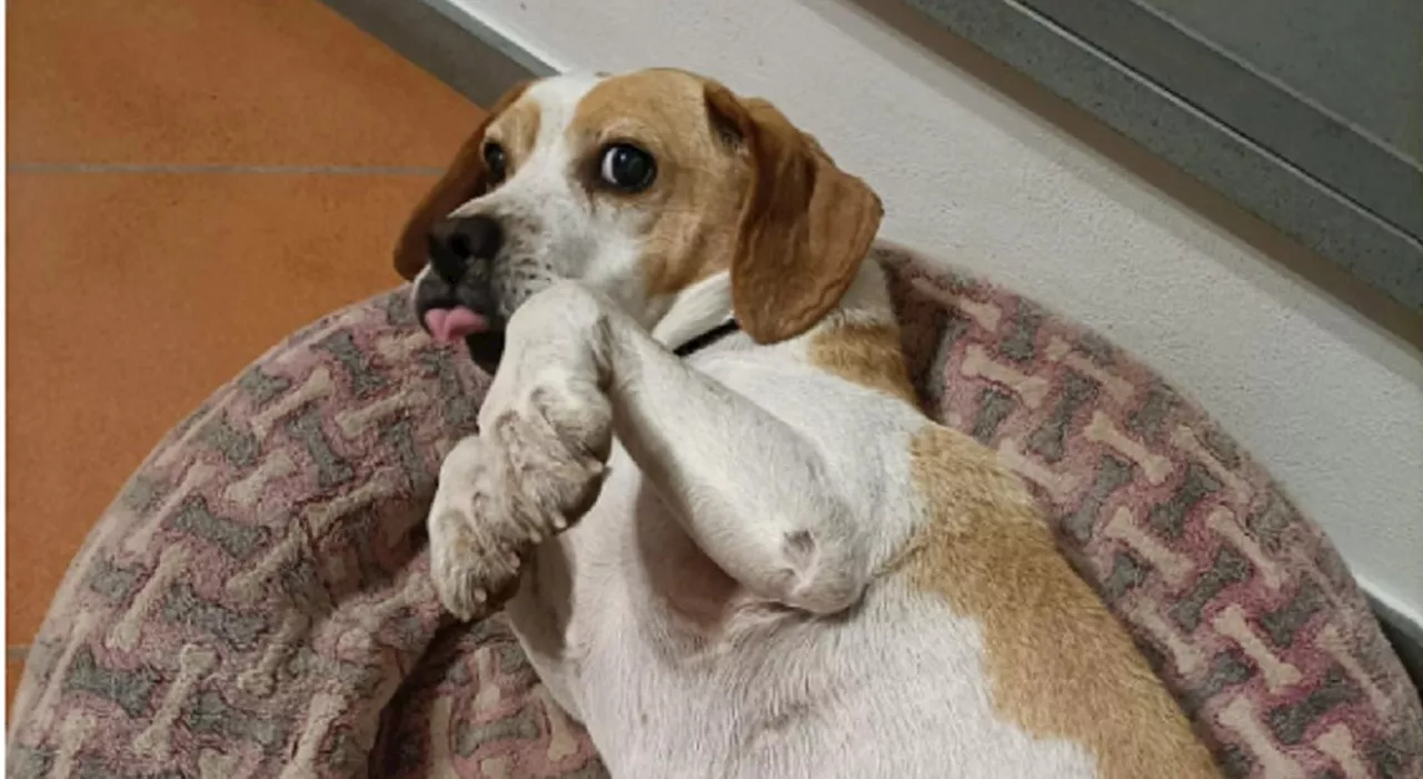 Beagle ucciso a calci a Lucca, era la mascotte dei cacciatori di zona. «Due giorni di agonia, colpa di gente v