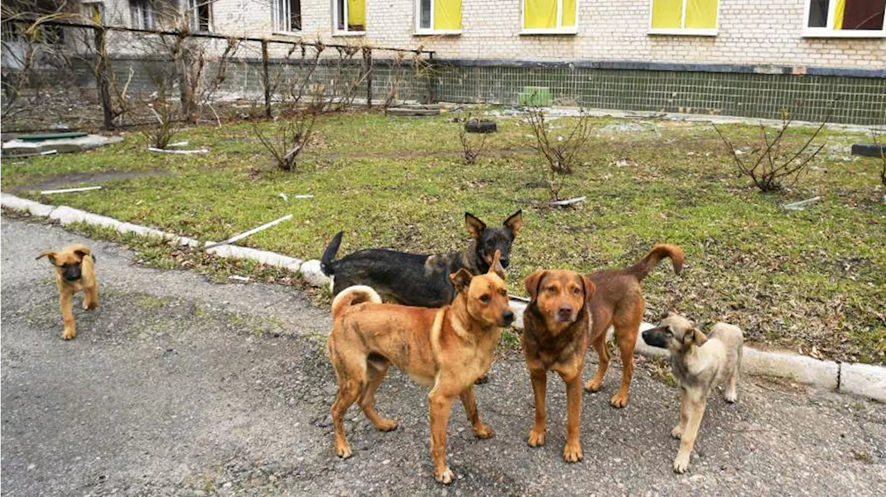 В районе Якутии объявили день траура из-за смерти ребенка после нападения собак