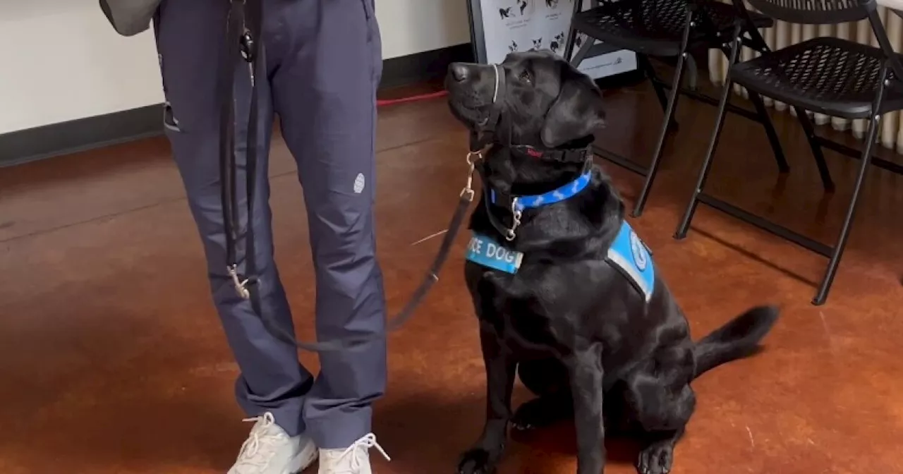 Nonprofit marks 50 years of building community training service dogs