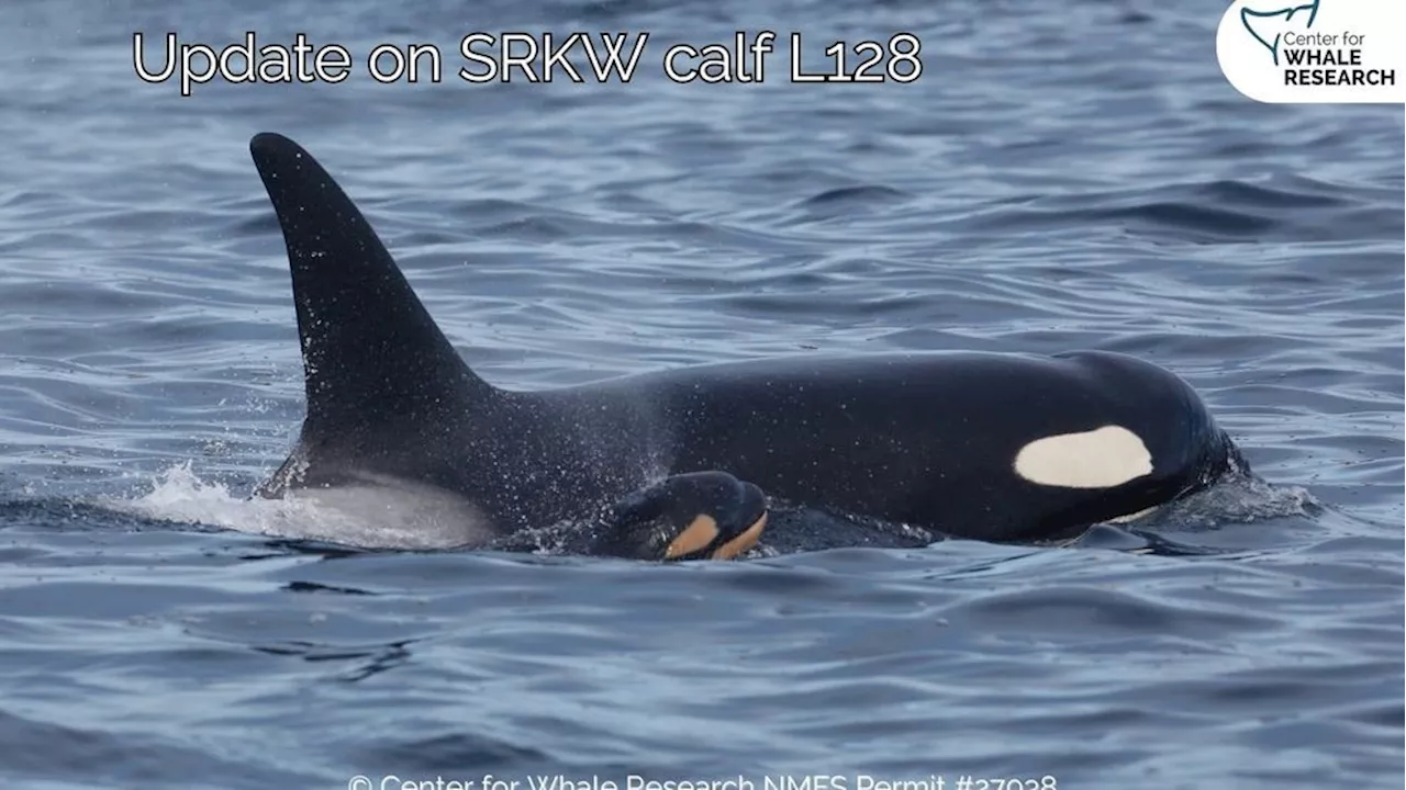 Researchers concerned after new orca calf observed skinny and struggling to breathe