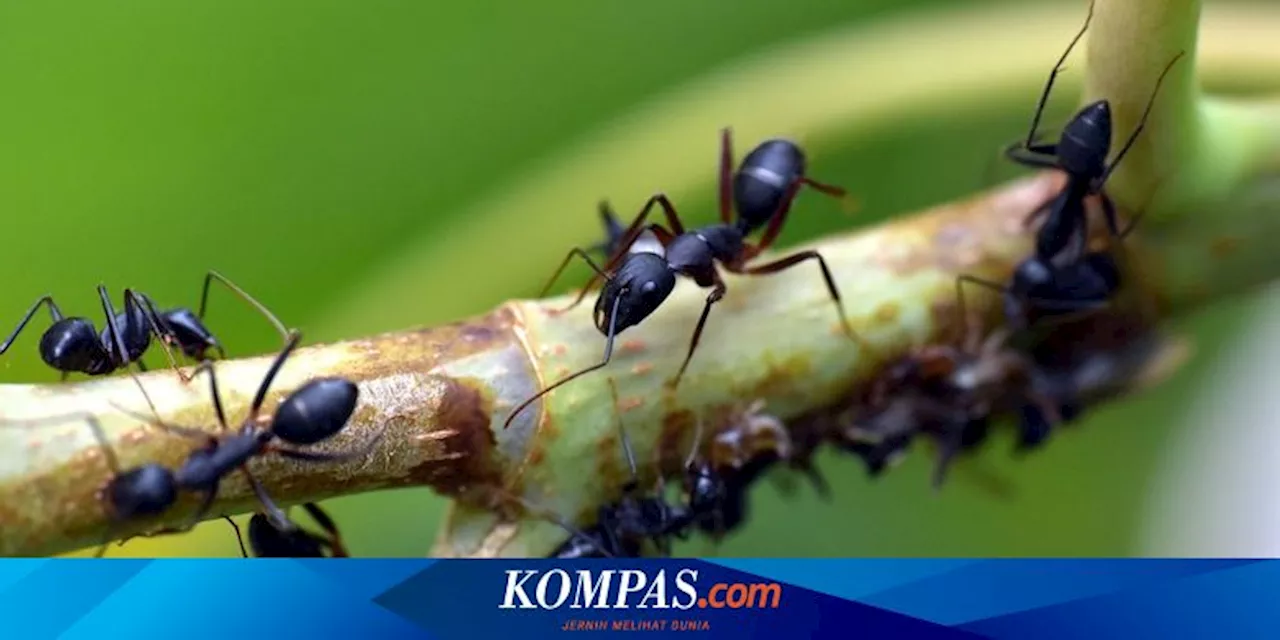 6 Cara Membasmi Semut di Tanaman Hias Dalam Ruangan