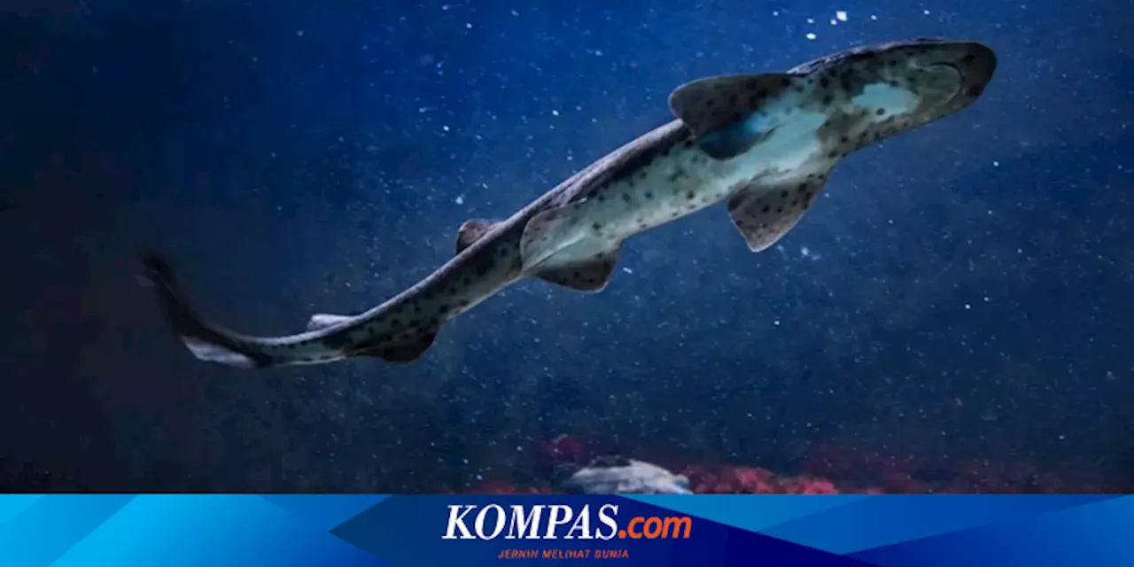 Kronologi Jasad Wisatawan AS Ditemukan di Perut Ikan Hiu Setelah Hilang Saat Menyelam di Maluku