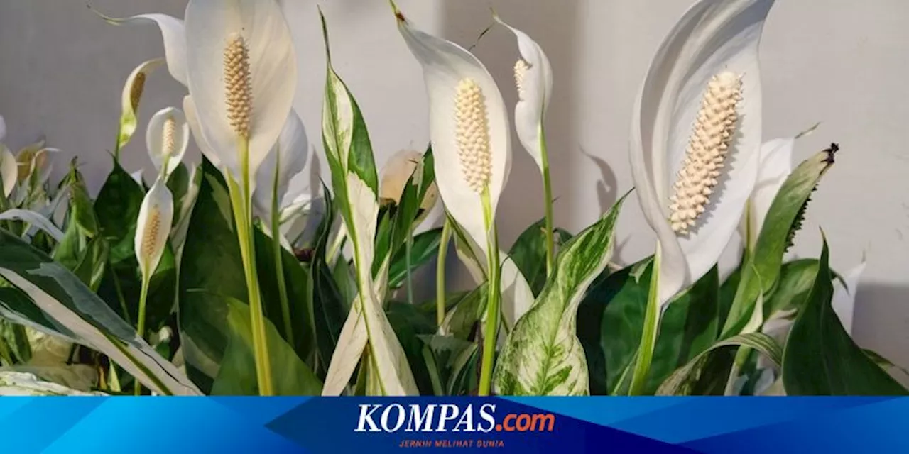 Makna Tanaman Peace Lily dan Manfaat Menanam di Dalam Ruangan