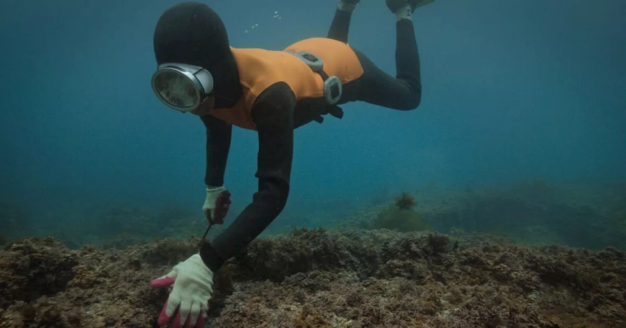 Meet real life mermaids in 'The Last of the Sea Women'