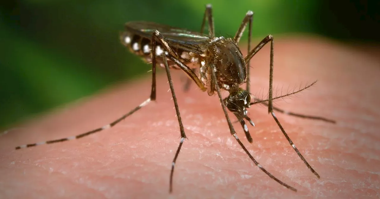 Invasive, disease-spreading mosquito not seen in Alameda County in 10 years discovered in Pleasanton