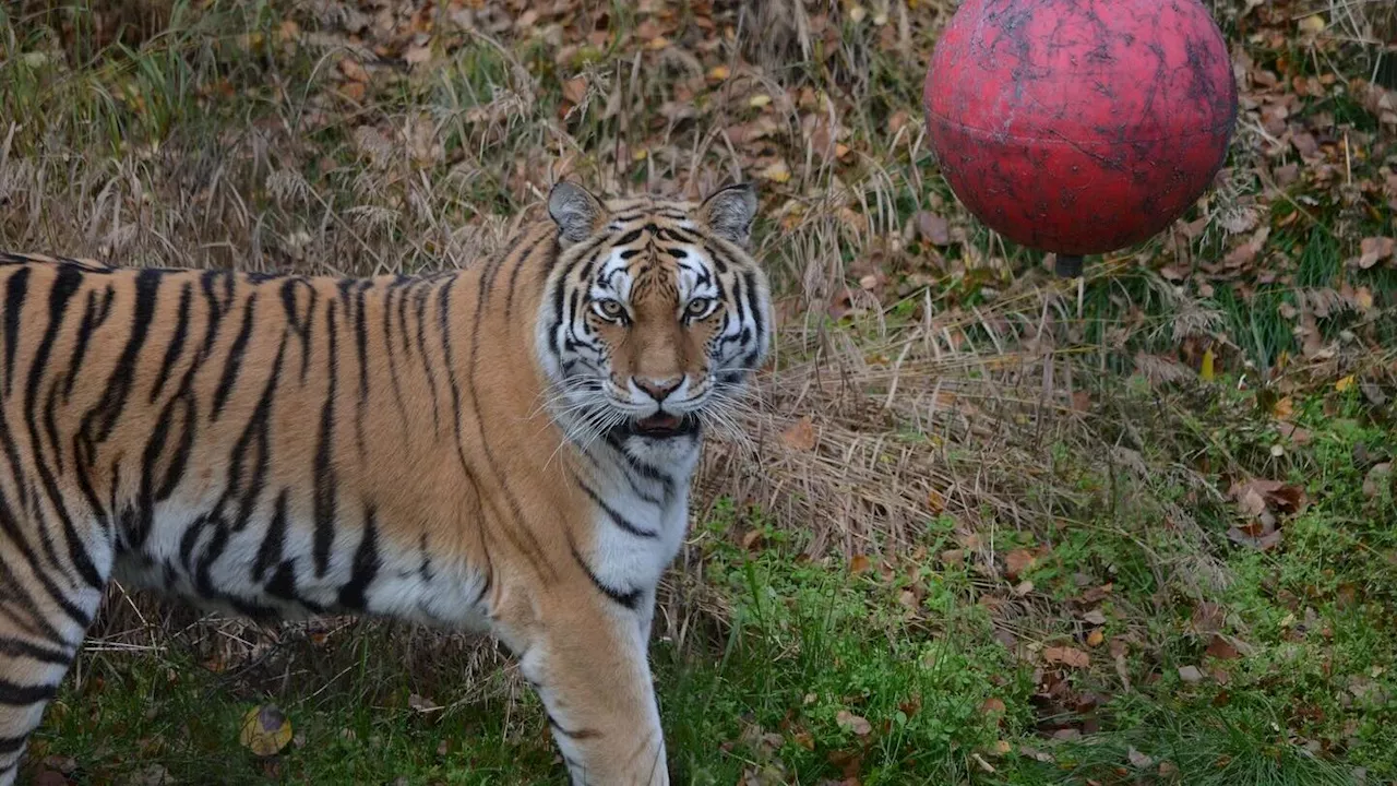 Meet Natasha, the Alaska Zoo’s new tiger