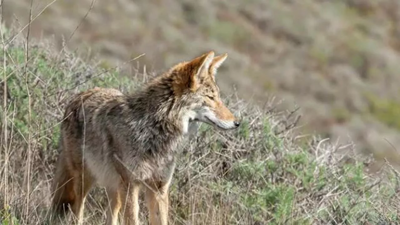 Coyote involved in deadly Crissy Field dog attacks put down