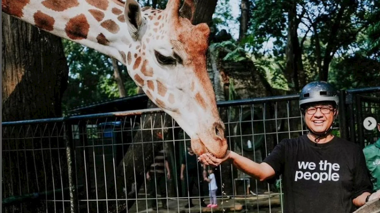 Jadi Pengangguran, Anies Baswedan Jalan-Jalan ke Ragunan Beri Makan Jerapah dan Naik Dinosaurus